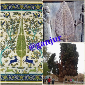 نماد درخت سرو در ایران باستان