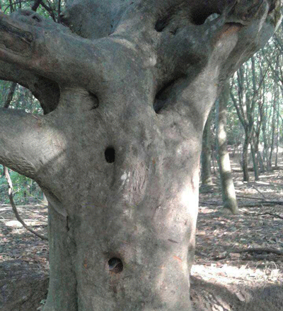 جوغن درختی در گنج یابی